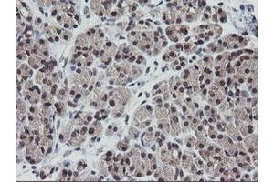 Image no. 3 for anti-V-Ets Erythroblastosis Virus E26 Oncogene Homolog 2 (ETS2) (AA 90-349) antibody (ABIN1491703)