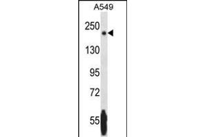NRK Antibody (Center) (ABIN1881588 and ABIN2846418) western blot analysis in A549 cell line lysates (35 μg/lane).
