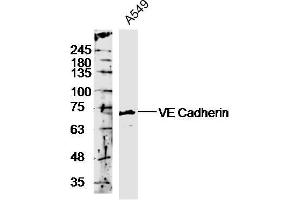 Image no. 6 for anti-Cadherin 5 (CDH5) (AA 601-700) antibody (ABIN729343)