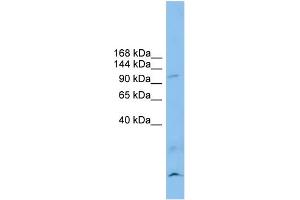 Image no. 1 for anti-Calsyntenin 3 (CLSTN3) (N-Term) antibody (ABIN2782828)