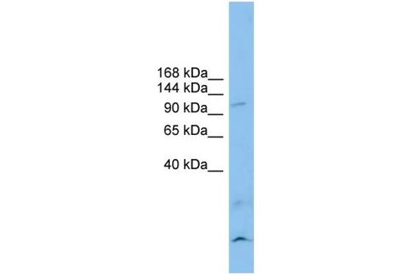 Calsyntenin 3 antibody  (N-Term)