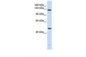 Image no. 1 for anti-ADAM Metallopeptidase with thrombospondin Type 1 Motif, 18 (ADAMTS18) (AA 144-193) antibody (ABIN6738844)