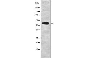 Image no. 1 for anti-TXK tyrosine Kinase (TXK) (N-Term) antibody (ABIN6265813)