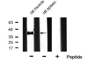 Image no. 4 for anti-Mitogen-Activated Protein Kinase 14 (MAPK14) antibody (ABIN6263958)
