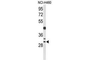 Image no. 3 for anti-Cyclin B1 Interacting Protein 1 (CCNB1IP1) (C-Term) antibody (ABIN951135)