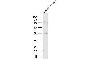 Image no. 1 for anti-G Protein-Coupled Receptor 45 (GPR45) (AA 251-350) antibody (ABIN1713827)