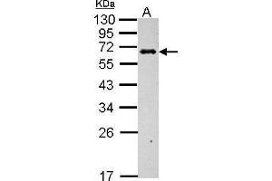 WB Image Sample (30 ug of whole cell lysate) A: BCL-1 12% SDS PAGE antibody diluted at 1:1000