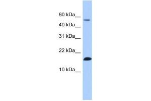 Image no. 1 for anti-Lysozyme-Like 6 (LYZL6) (N-Term) antibody (ABIN634036)