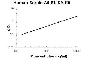 Image no. 1 for serpin Peptidase Inhibitor, Clade A (Alpha-1 Antiproteinase, Antitrypsin), Member 5 (SERPINA5) ELISA Kit (ABIN5692228)