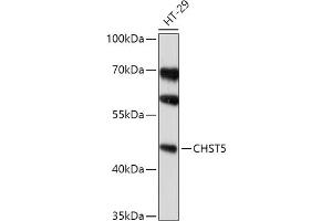CHST5 anticorps  (AA 232-411)