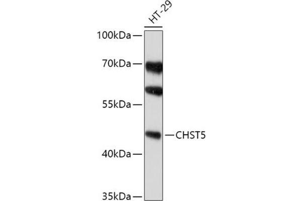CHST5 anticorps  (AA 232-411)