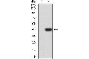 Image no. 2 for anti-Aldehyde Dehydrogenase 1 Family, Member A1 (ALDH1A1) (AA 1-110) antibody (ABIN5611364)