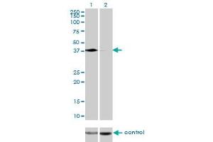 Image no. 2 for anti-Poly(rC) Binding Protein 2 (PCBP2) (AA 1-362) antibody (ABIN562121)