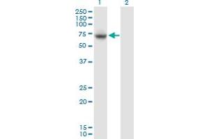 anti-Vacuolar Protein Sorting 33 Homolog A (VPS33A) (AA 1-596) antibody
