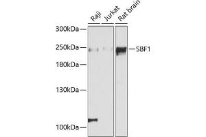 SBF1 anticorps  (AA 1630-1770)