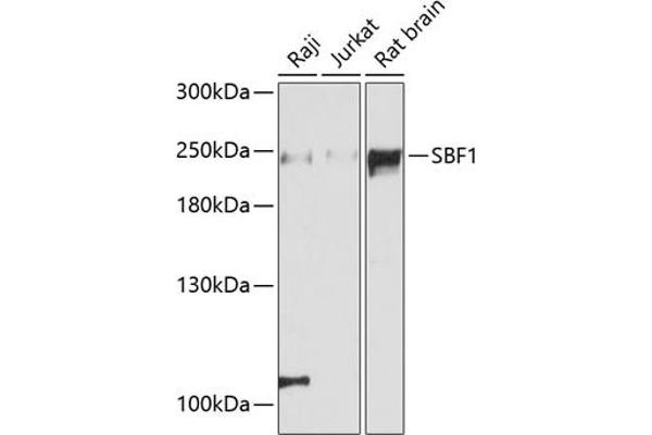 SBF1 anticorps  (AA 1630-1770)