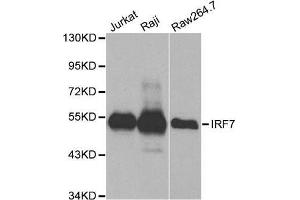 Western blot analysis of extracts of various cell lines, using IRF7 antibody.