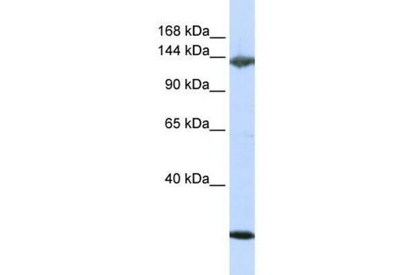 anti-Jagged 2 (JAG2) (N-Term) antibody