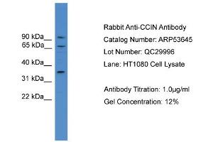 Calicin antibody  (N-Term)