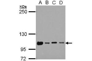 WB Image Sample (30 ug of whole cell lysate) A: 293T B: A431 C: HeLa D: HepG2 5% SDS PAGE antibody diluted at 1:1000