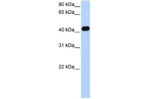 Image no. 2 for anti-Creatine Kinase, Mitochondrial 2 (Sarcomeric) (CKMT2) (C-Term) antibody (ABIN2776840)