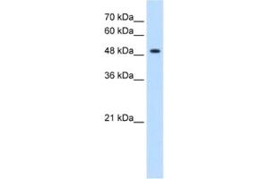 Image no. 1 for anti-Glycerate Kinase (GLYCTK) antibody (ABIN2463094)