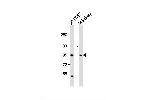 Image no. 1 for anti-Leucine Rich Repeat Containing 8 Family, Member A (LRRC8A) (AA 782-810), (C-Term) antibody (ABIN1881512)