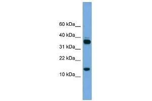 Image no. 1 for anti-Proline Rich 15 (PRR15) (Middle Region) antibody (ABIN633035)
