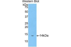 Image no. 1 for anti-Peptidyl Prolyl Cis/Trans Isomerase NIMA Interacting 4 Protein (PIN4) (AA 23-130) antibody (ABIN2919542)