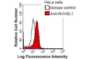 anti-RuvB-Like 1 (E. Coli) (RUVBL1) antibody