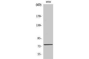 Image no. 1 for anti-Mediator Complex Subunit 17 (MED17) (Internal Region) antibody (ABIN3184099)