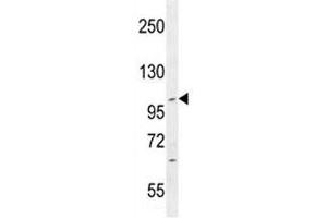 Image no. 7 for anti-Intraflagellar Transport 88 Homolog (IFT88) (AA 791-820) antibody (ABIN3028768)