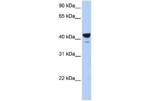 Image no. 1 for anti-E74-Like Factor 3 (Ets Domain Transcription Factor, Epithelial-Specific) (ELF3) (Middle Region) antibody (ABIN2777388)