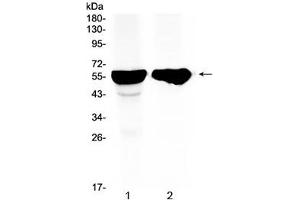 Image no. 4 for anti-Cytochrome P450, Family 2, Subfamily D, Polypeptide 6 (CYP2D6) (AA 315-347) antibody (ABIN5647528)