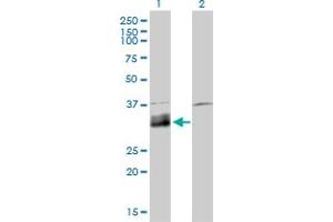 Image no. 2 for anti-Deoxyribonuclease X (DNASEX) (AA 18-302) antibody (ABIN560628)
