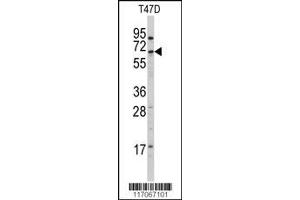 Image no. 1 for anti-Cytochrome P450, Family 4, Subfamily X, Polypeptide 1 (CYP4X1) (AA 157-183), (N-Term) antibody (ABIN392369)