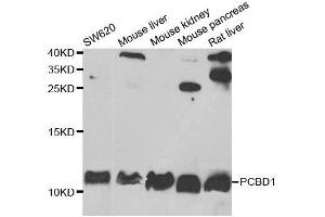 Image no. 1 for anti-Pterin-4 alpha-Carbinolamine Dehydratase/dimerization Cofactor of Hepatocyte Nuclear Factor 1 alpha (PCBD1) antibody (ABIN6145275)