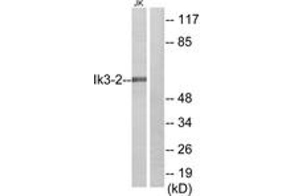 anti-Cdk5 and Abl Enzyme Substrate 2 (CABLES2) (AA 91-140) antibody