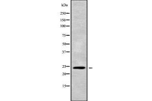 Image no. 1 for anti-Apolipoprotein B mRNA Editing Enzyme, Catalytic Polypeptide-Like 3H (APOBEC3H) antibody (ABIN6259988)