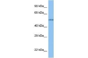 Image no. 1 for anti-Vang-Like 1 (Vangl1) (N-Term) antibody (ABIN2776734)