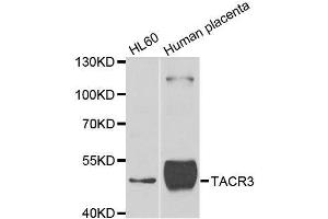 Image no. 1 for anti-Tachykinin Receptor 3 (TACR3) antibody (ABIN6148807)