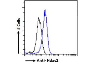 Image no. 3 for anti-Histone Deacetylase 2 (HDAC2) (Internal Region) antibody (ABIN6391348)