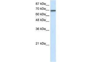 Image no. 2 for anti-Elongation Factor RNA Polymerase II (ELL) (N-Term) antibody (ABIN2780787)