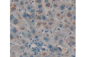 Image no. 1 for anti-Mitochondrial Thioredoxin Trx2 (TRX2) (AA 60-166) antibody (ABIN2902480)