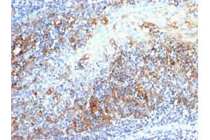 Image no. 3 for anti-Cell Division Cycle 20 Homolog (S. Cerevisiae) (CDC20) antibody (ABIN6941283)