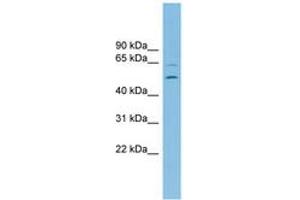 Image no. 1 for anti-Endoplasmic Reticulum Lectin 1 (ERLEC1) (AA 359-408) antibody (ABIN6745088)