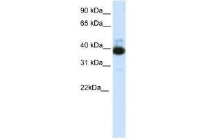 Image no. 1 for anti-Tetratricopeptide Repeat Domain 19 (TTC19) (C-Term) antibody (ABIN925952)