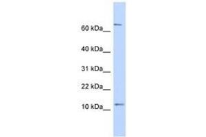 NR2C2AP antibody  (N-Term)