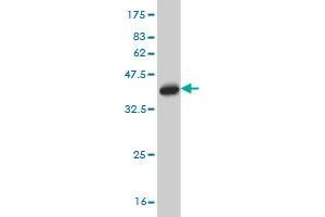 LZTFL1 antibody  (AA 200-299)