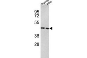 Image no. 3 for anti-Tu Translation Elongation Factor, Mitochondrial (Tufm) antibody (ABIN3001714)